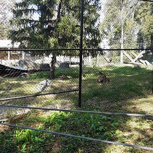 Half of the Tiger exhibit at the Greensboro Science Center
