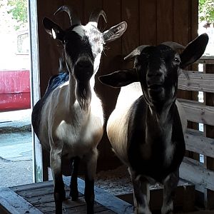 Goats at the Greensboro Science Center