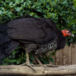 Australian brush turkey - Hamerton