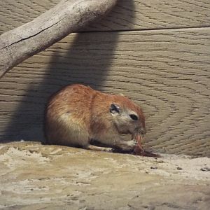 Fat sand rat - Hamerton