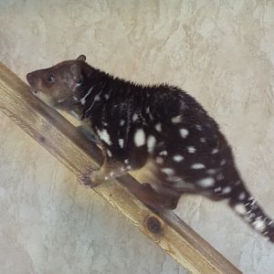 Tiger quoll - Hamerton
