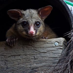 Brush-tailed possum - Hamerton
