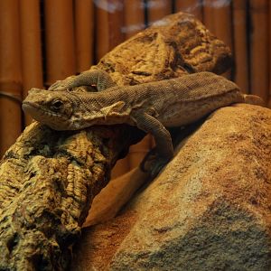 Pygmy mulga monitor - Hamerton
