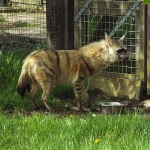 Eastern aardwolf - Hamerton