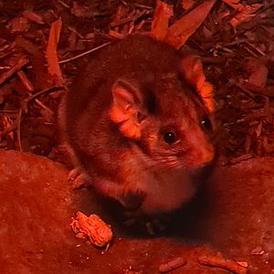 Ring-tailed possum - Hamerton