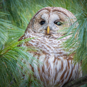 Barred Owl