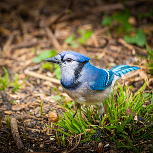 Blue Jay