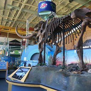 Apr. 2021 - Science Central - Fred the Mastodon
