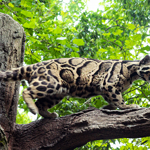 May. 2021 - Bamboo Trail - Clouded Leopard