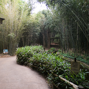May. 2021 - Bamboo Trail - Plaza + Koi Pond