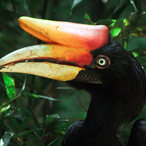 May. 2021 - Bamboo Trail - Rhinoceros Hornbill