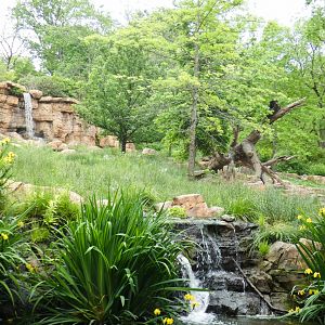 May. 2021 - Expedition Peru - Spectacled Bear Exhibit