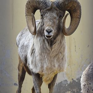 Argali