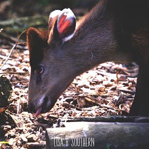 .:Michie's Tufted Deer:.