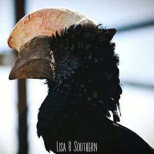 .:Silvery-cheeked Hornbill:.