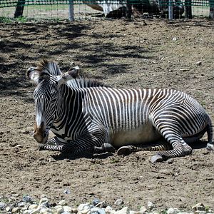 Grevy's Zebra
