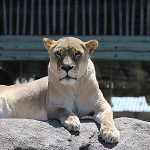 Southern African Lion