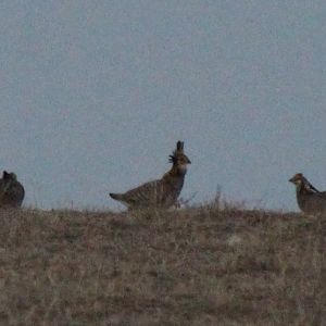 Greater Prairie-Chicken
