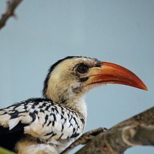 Red-billed Hornbill
