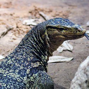 Asian Water Monitor