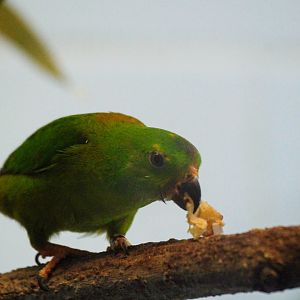 Blue-crowned Hanging-Parrot