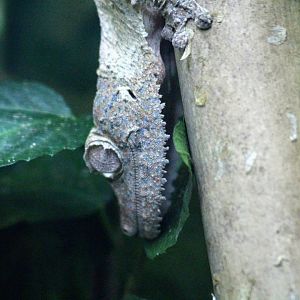 Henkel's Leaf-tailed Gecko
