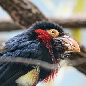 Bearded Barbet