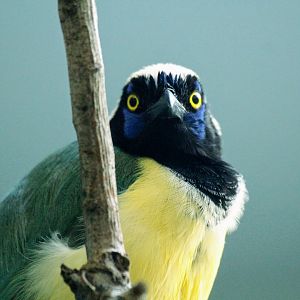 Inca Jay