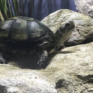 Aquatic Box Turtle