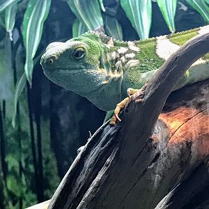 Fiji Banded Iguana