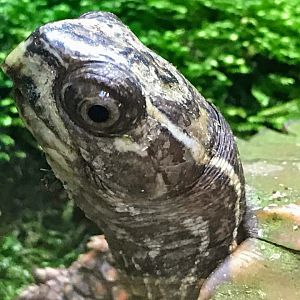 Black-breasted Leaf Turtle