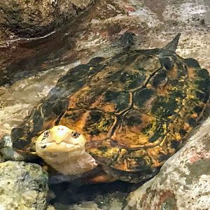 Sulawesi Forest Turtle