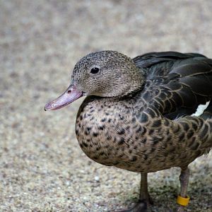 Madagascar Teal