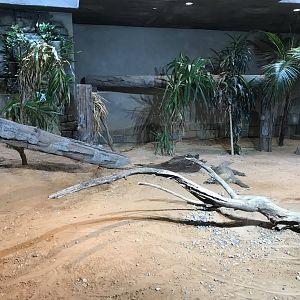 Lost Kingdom - Komodo Dragon exhibit