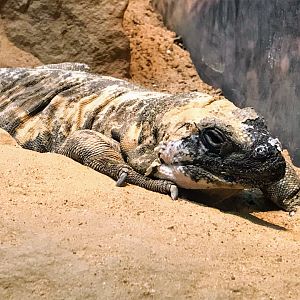 San Esteban Island Chuckwalla