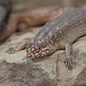 Hosmer's Skink
