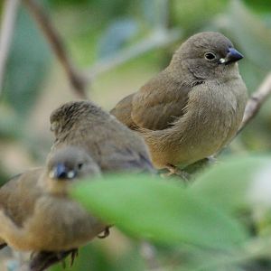 Red-billed Firefinch (fledglings)