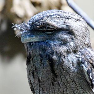 Tawny Frogmouth