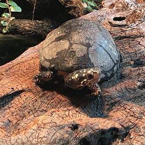 Spotted Turtle