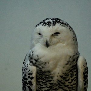 Snowy Owl