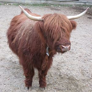 Highland cattle