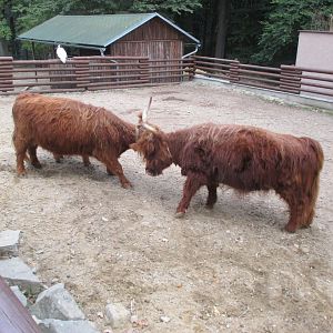 Highland cattles