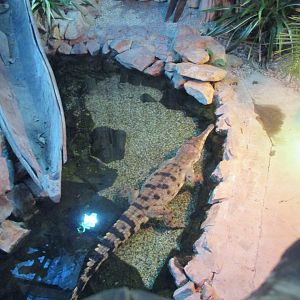 West African slender-snouted crocodile