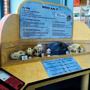 Apr. 2021 - Science Central - Skull Display