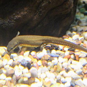 Central Newt