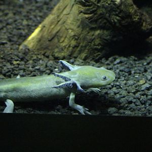 Eastern Tiger Salamander