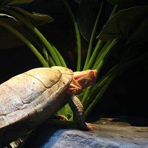 Red-eared Slider (albino)