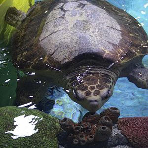 Loggerhead Sea Turtle