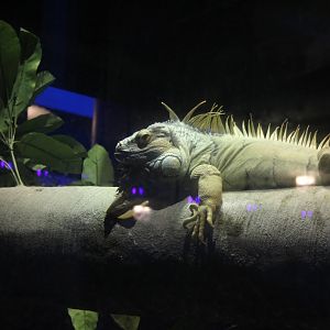 Green Iguana