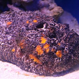 Reef Stonefish